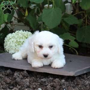 Milo, Bichon Frise Puppy